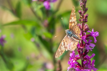 Butterfly Vanessa cardui with shabby wings sits on bright purple Loosestrife flower.