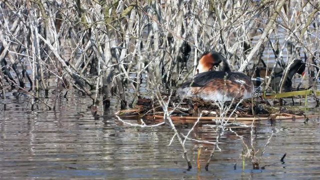 Haubentaucher&nbsp;(Podiceps cristatus) br&uuml;tet