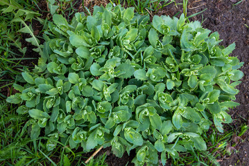 Euphorbia myrsinites seed heads (myrtle spurge, blue spurge, broad-leaved glaucous-spurge,...