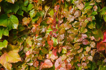 Living wall with leaves of wild grapes on a sunny day in Provence. Copy space.
