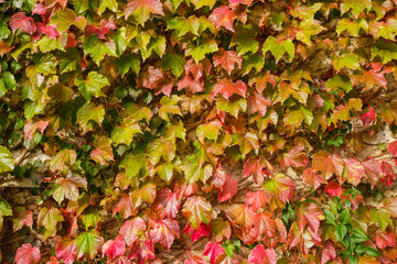 Living wall with leaves of wild grapes on a sunny day in Provence. Copy space.