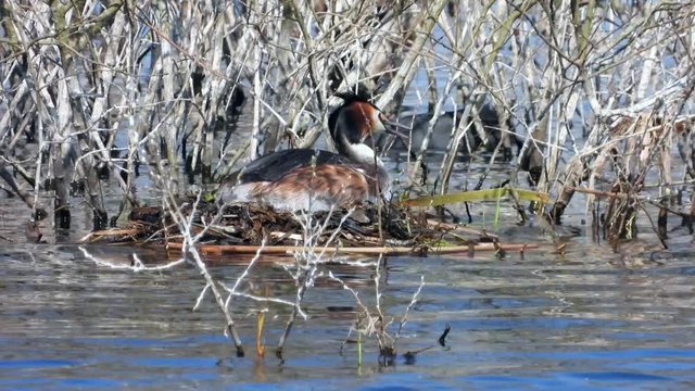 Haubentaucher&nbsp;(Podiceps cristatus) br&uuml;tet