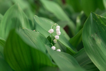 White lily of valley on green background