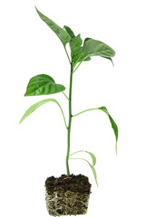 young plant of red pepper with roots on a white background