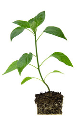 young plant of red pepper with roots on a white background