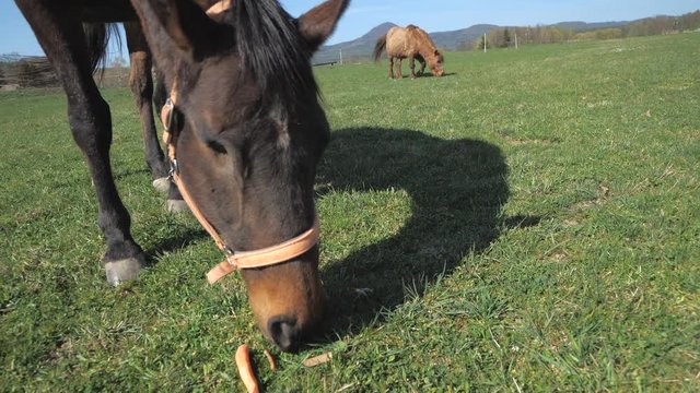 Detail of half blind horse grazing grass and carrot. Horse without eyeball live satisfy on horse farm with necessary care.