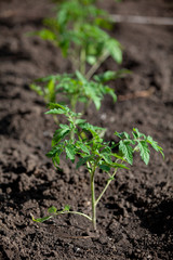 Seedlings of tomato sprouts grow in ground