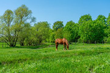 one beautiful horse grazes freely on a bright green meadow among beautiful trees against a cloudless blue sky.