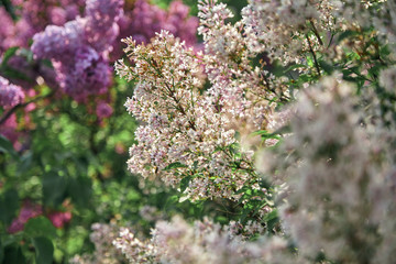 Bushes of white lilac on  vegetable background