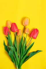 Bright flowers, tulips on a yellow background.