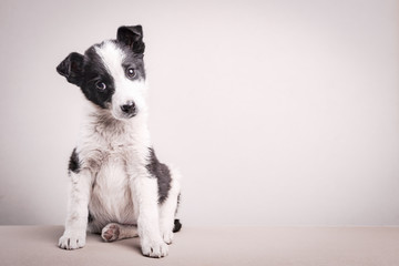 Portrait of a cute puppy looking at the camera with copy space