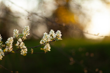 Apple tree flowers close-up. Spring sunset. Photo with a blurred green background.