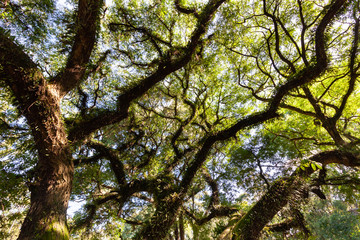 Beautiful Trees with  a green leafs in Sunny weather in Ibirapuera garden in San Paulo, Brazil in February 