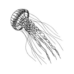 Single hand drawn element of a jellyfish. Doodle hand-draw illustrations in vector. Design for background, packaging, weddings, fabrics, textiles, wallpaper, website, postcards.