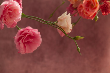 Pink and cream eustoma flowers on faded pink background