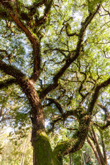 Beautiful Trees with  a green leafs in Sunny weather in Ibirapuera garden in San Paulo, Brazil in February 