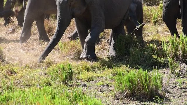 The Asian elephant, also called Asiatic elephant, is the only living species of the genus Elephas and is distributed throughout the Indian subcontinent and Southeast Asia