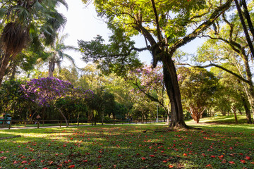 Plakat Big Trees in Ibirapuera garden park in San Paulo with the rays of the sun shining through the trees in Sunny weather day. Brazil / February