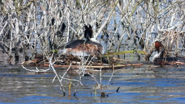 Haubentaucher&nbsp;(Podiceps cristatus) br&uuml;tet