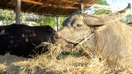 Water Buffalo, Asian Buffalo  eating grass, straw in the farm.