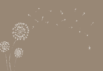 Dandelion with seeds blowing away on beige background. Summer plant. White silhouette of flower. Floral Vector Illustration