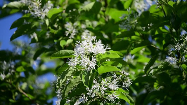 ヒトツバタゴの白い花が満開です。風にそよそよと揺れています。ナンジャモンジャの木、新緑イメージ素材