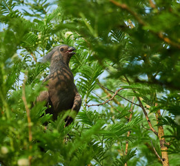 Grey Go-away-bird - Corythaixoides concolor