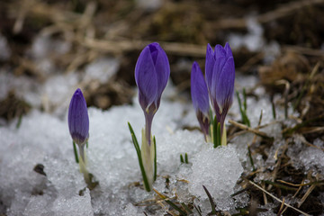Buds of crocuses. Snow and the first flowers.