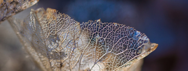 Lace leaves texture macro background web banner.  Dried, perforated hydrangea leaves on blurred...