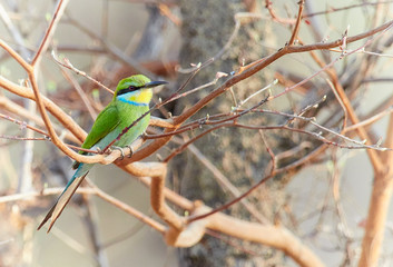 Swallow-tailed Bee-eater - Merops hirundineus