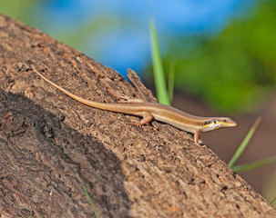 Blue-tailed skink lizard on tree trunk