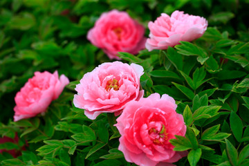 The pink peonies are in the garden