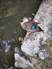 Duck's important time, my important holiday time.