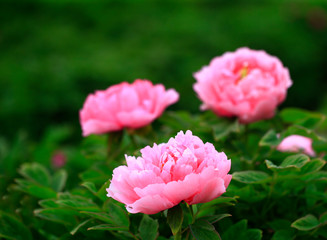 The pink peonies are in the garden