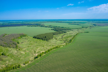 Aerial photography of a beautiful landscape of spring agricultural fields with bright green shoots of grain crops