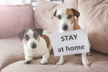 Cute dog at home with blank card