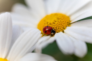 Nahaufnahme Marienkäfer auf weißer Blüte