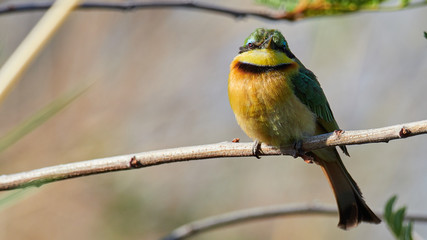 Little Bee-eater - Merops pusillus