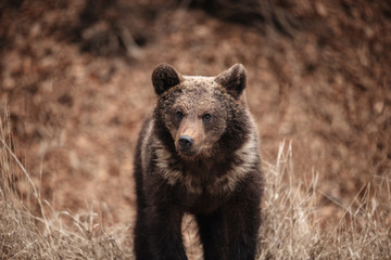 portrait of a brown bear cub