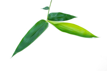 Green bamboo leaves isolated on a white background, tropical tree