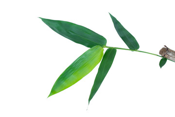 Green bamboo leaves isolated on a white background, tropical tree