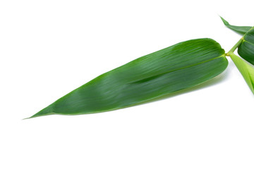 Green bamboo leaves isolated on a white background, tropical tree
