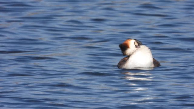 Haubentaucher&nbsp;(Podiceps cristatus)