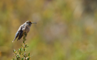 Andean Hillstar - Oreotrochilus estella