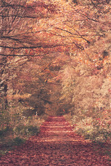 Chemin dans la forêt en automne
