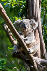 Fototapeta na wymiar Koala sleeping on the tree