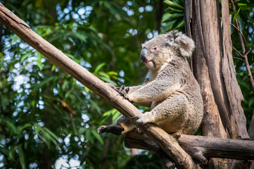 Koala sleeping on the tree