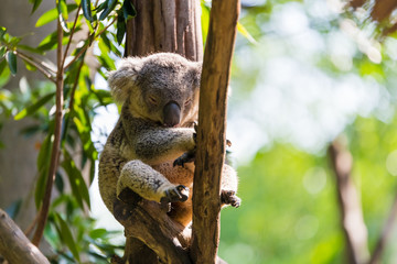 Koala sleeping on the tree