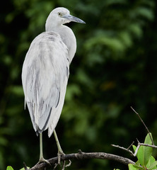 Little Blue Heron  - Egretta caerulea