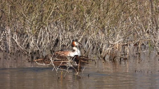 Haubentaucher&nbsp;(Podiceps cristatus) beim Nestbau